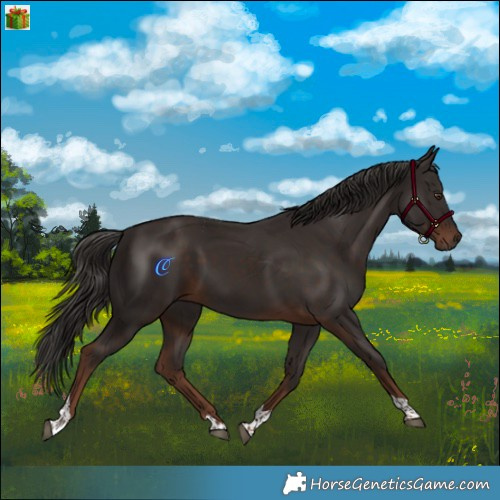 Horse Color:Liver Chestnut Tobiano 