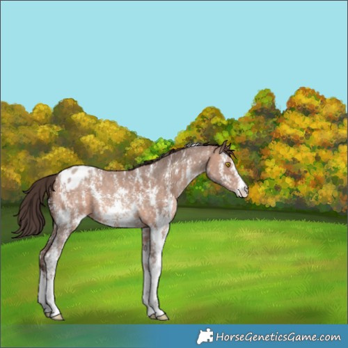 Horse Color:Sable Champagne Sabino Appaloosa