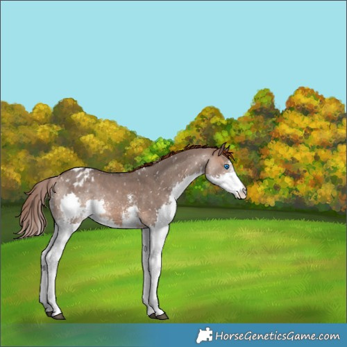 Horse Color:Brown Dun Sabino Splash Appaloosa Rabicano