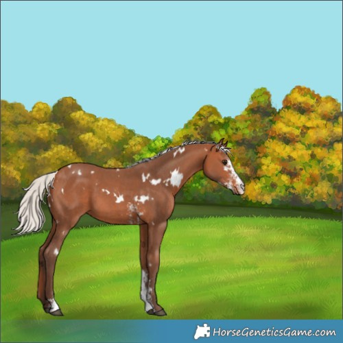 Horse Color:White Spotted Silver Bay Sabino 
