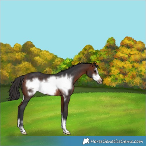 Horse Color:Bay Frame Rabicano 