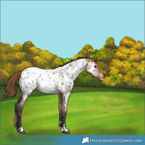 Horse Color:Buckskin Dun Appaloosa Rabicano 