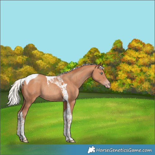 Horse Color:Silver Sable Champagne Tobiano Rabicano