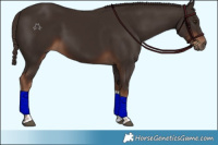 Horse Color:Liver Chestnut Tobiano 