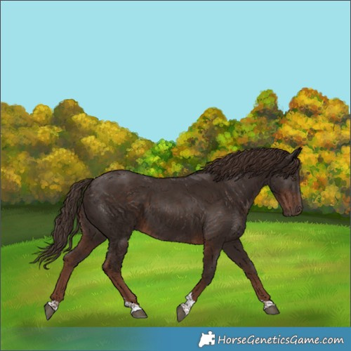 Horse Color:Liver Chestnut Tobiano 