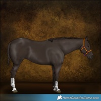 Horse Color:Liver Chestnut Tobiano 