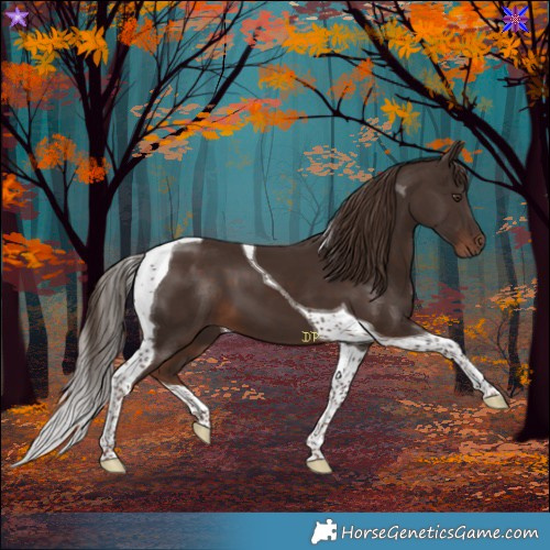 Horse Color:Liver Chestnut Tobiano