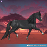 Horse Color:Black  and Black 