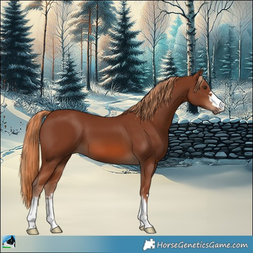 Horse Color:Chestnut 