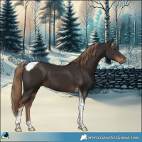 Horse Color:Liver Chestnut Tobiano 
