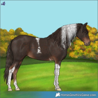 Horse Color:Liver Chestnut Tobiano 