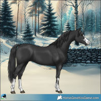Horse Color:Black 