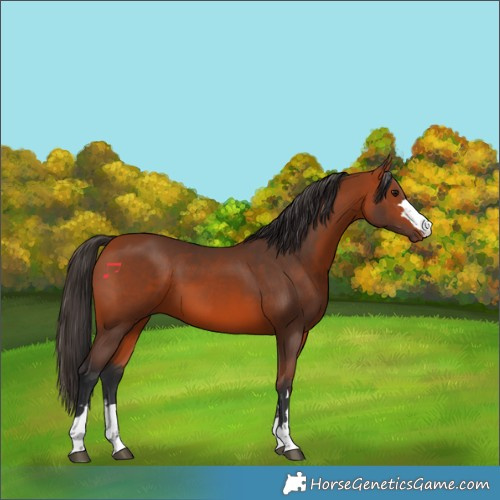 Horse Color:Bay 