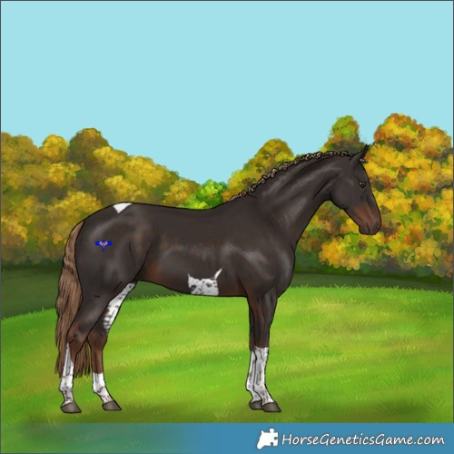 Horse Color:Liver Chestnut Tobiano 