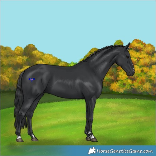 Horse Color:Black 