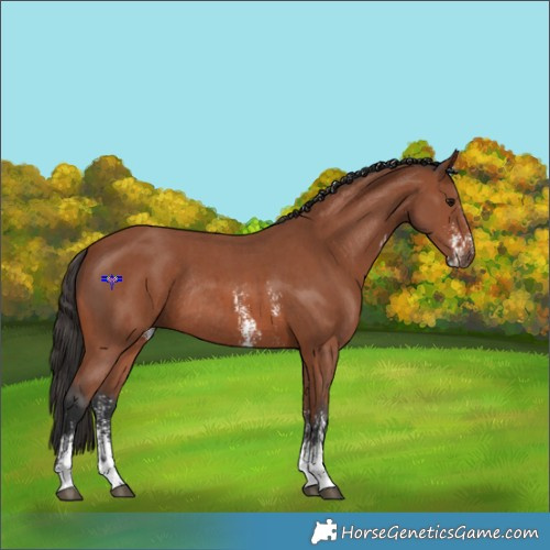 Horse Color:Bay Sabino Rabicano and Bay Sabino Rabicano