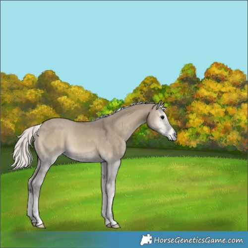 Horse Color:Silver Smoky Grullo Onyx 