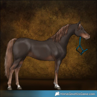 Horse Color:Liver Chestnut Tobiano 