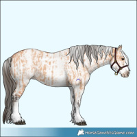 Horse Color:White Spotted Bay Dun Rabicano  and White Spotted Bay Dun Frame Rabicano 