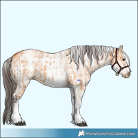 Horse Color:White Spotted Bay Dun Rabicano  and White Spotted Bay Dun Frame Rabicano 