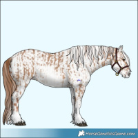Horse Color:White Spotted Red Dun Rabicano  and White Spotted Red Dun Rabicano 