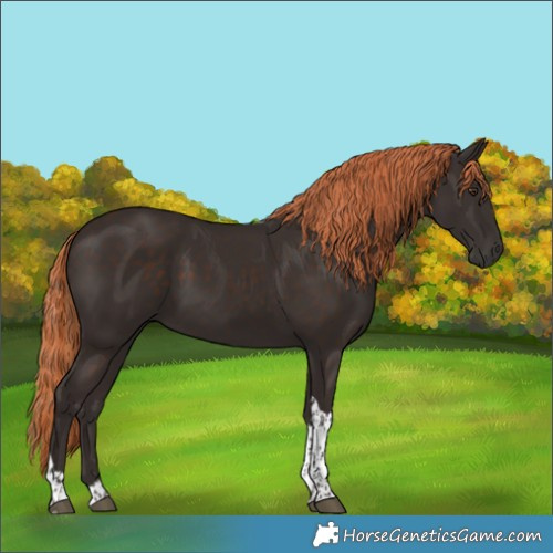 Horse Color:Liver Chestnut Tobiano