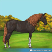 Horse Color:Liver Chestnut Tobiano