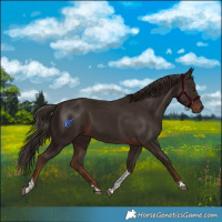 Horse Color:Liver Chestnut Tobiano 