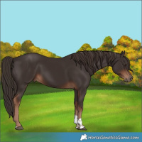 Horse Color:Liver Chestnut Tobiano 