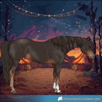 Horse Color:Liver Chestnut Tobiano 