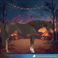 Horse Color:Liver Chestnut Tobiano