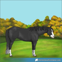 Horse Color:Black Splash