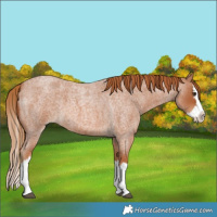Horse Color:Red Roan Splash 