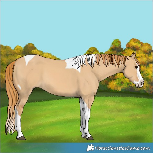 Horse Color:Red Dun Splash Tobiano 