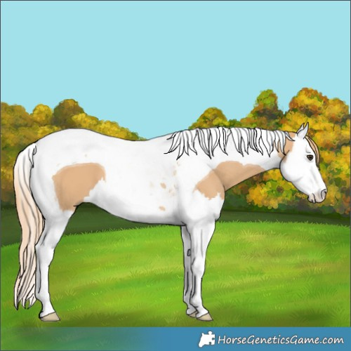 Horse Color:Red Dun Splash Tobiano 