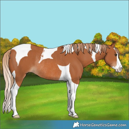 Horse Color:Chestnut Splash Tobiano Rabicano 