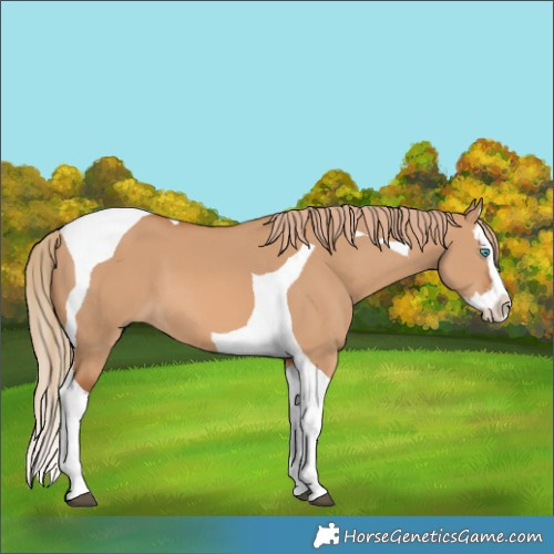 Horse Color:Red Dun Splash Tobiano 
