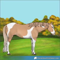 Horse Color:Red Dun Splash Tobiano 