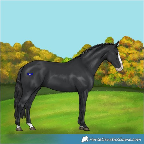 Horse Color:Black Splash