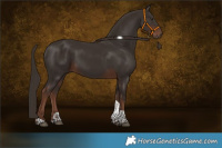 Horse Color:Liver Chestnut Tobiano 
