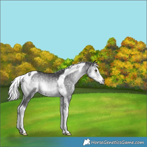 Horse Color:Silver Smoky Blue Onyx Chinchilla Tobiano 