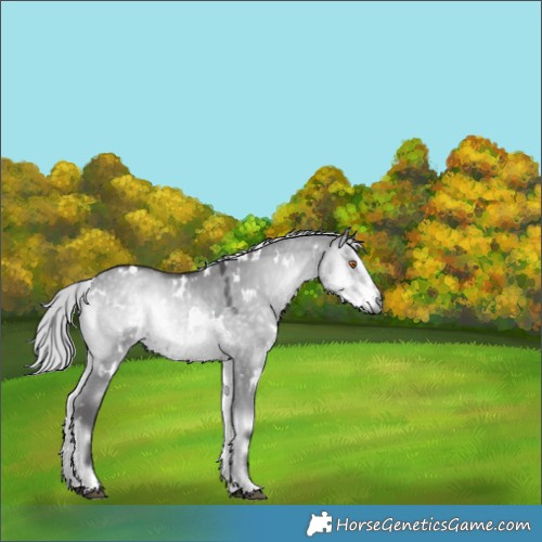 Horse Color:White Spotted Silver Smoky Grullo Chinchilla Onyx 