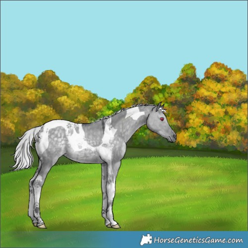 Horse Color:Silver Grullo Chinchilla Tobiano 