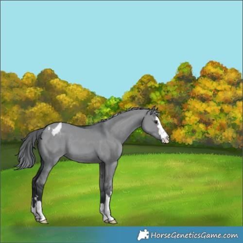 Horse Color:Grullo Chinchilla Appaloosa 