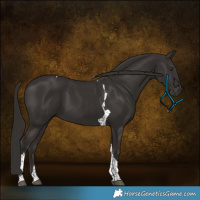 Horse Color:Liver Chestnut Tobiano 