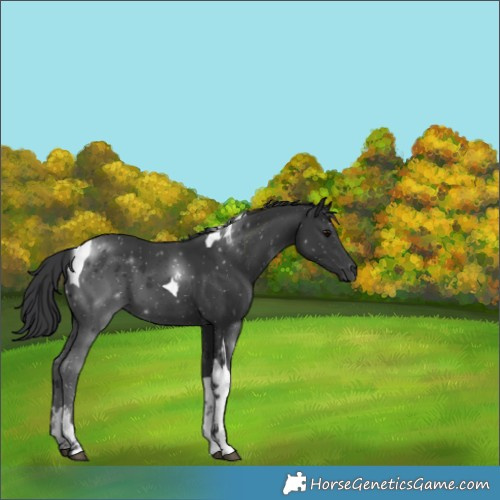 Horse Color:Black Tobiano