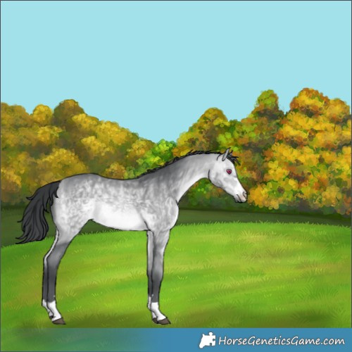 Horse Color:Bay Chinchilla 
