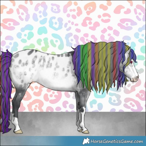 Horse Color:Painted Bay Chinchilla Appaloosa 