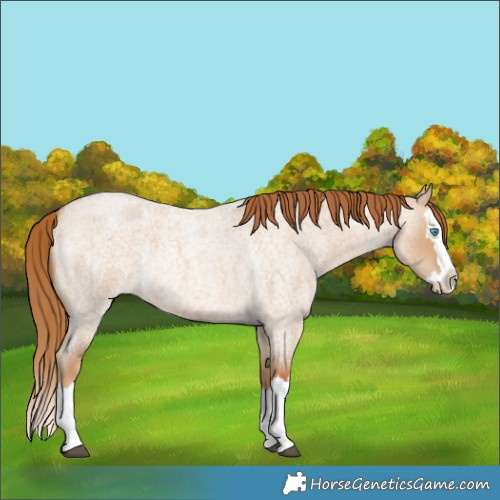 Horse Color:Red Dun Roan Splash Rabicano 