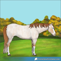 Horse Color:Red Dun Roan Splash Rabicano 